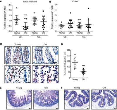 Cannabinoid receptor type 1 in the aging gut regulates the mucosal permeability via miR-191-5p